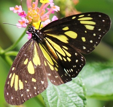 File:Parantica cleona luciplena.JPG