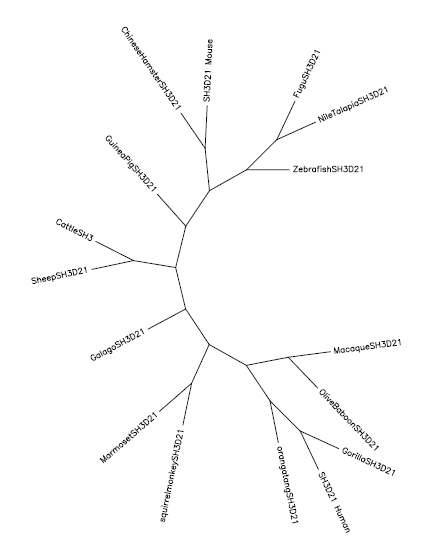 File:SH3D21 Phylogenetic Tree.PNG