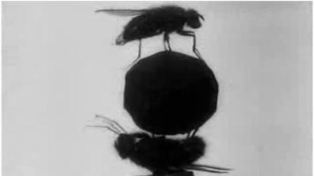 File:TheAcrobaticFly.jpg