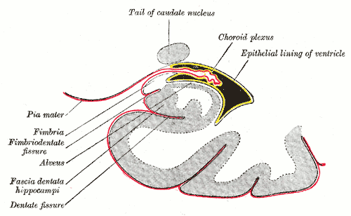 File:Gray749.png