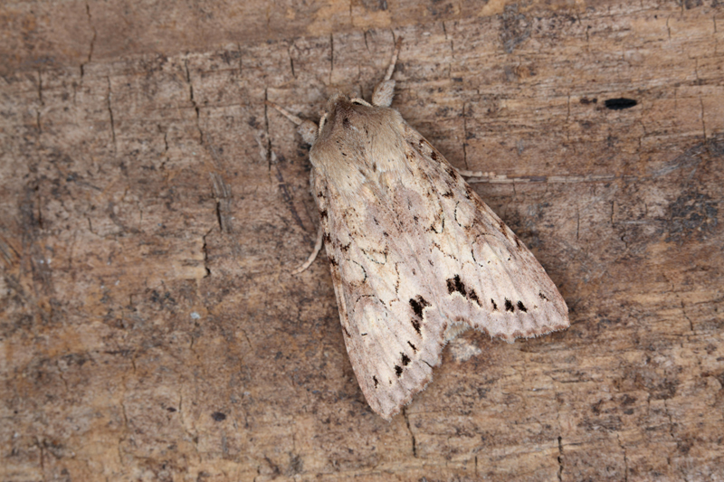 File:Ichneutica thalassarche 83170909.jpg