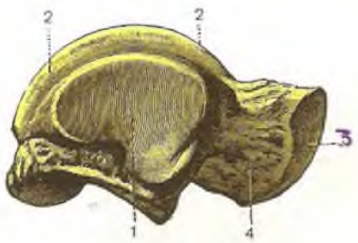 File:LateralAspectOfTalus.jpg