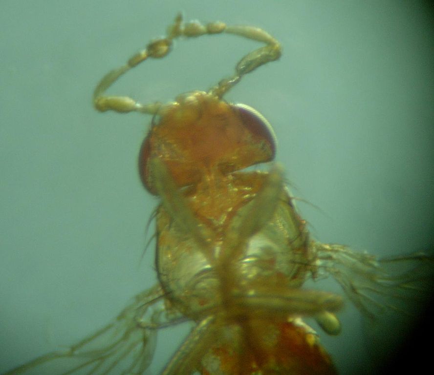 File:Mutation Antennapedia.jpg