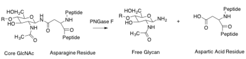 File:PNGaseF Mechanism.png