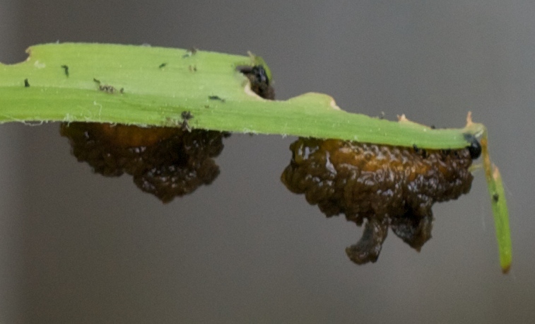 File:ScarletLilyBeetleLarvae.jpg