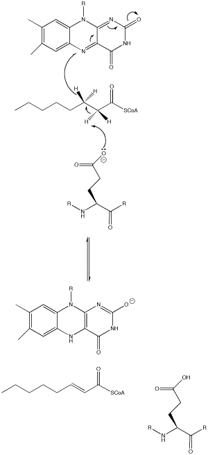 File:AcylCoAdehydrogenase.png
