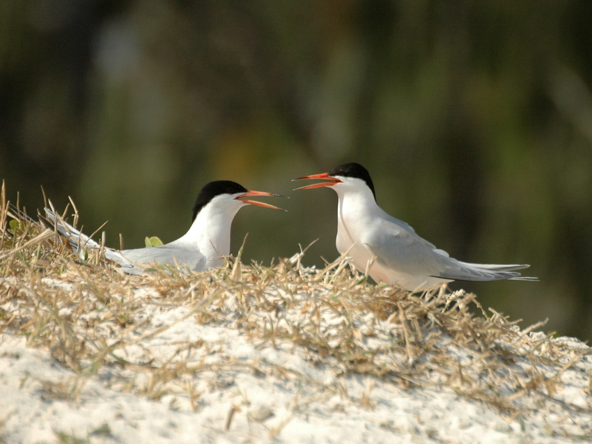File:Roseate Tern LEI06.JPG