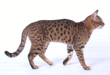 File:Star Spangled Cat.jpg