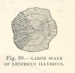 File:FMIB 48057 Large Scale of Leuciscus Illyricus.jpeg