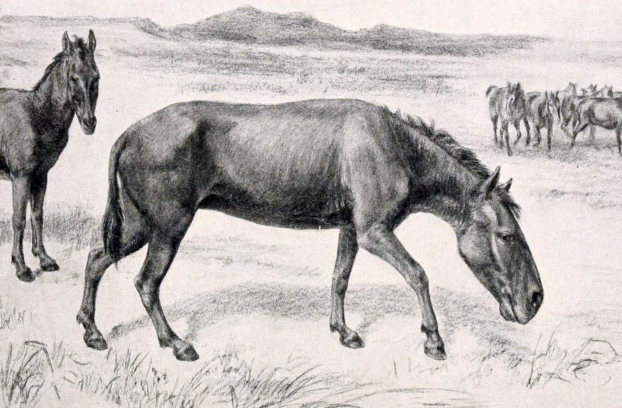 File:Hippidion cropped.png
