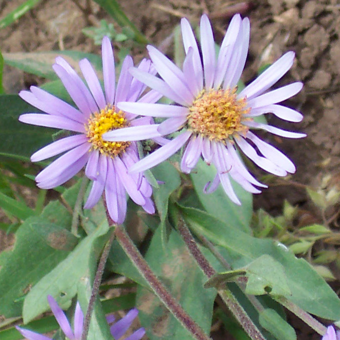 File:Symphyotrichum molle soft aster (cropped 1).jpg