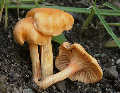 File:2008-10-26 Cantharellus friesii cropped.jpg