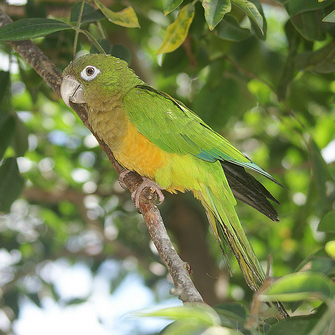 File:Aratinga cactorum -Brazil-8-2c.jpg