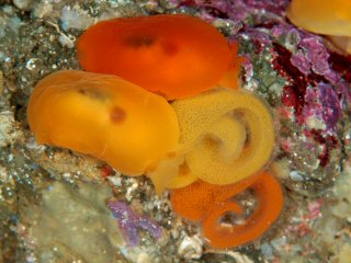 File:Berthellina citrina.jpg