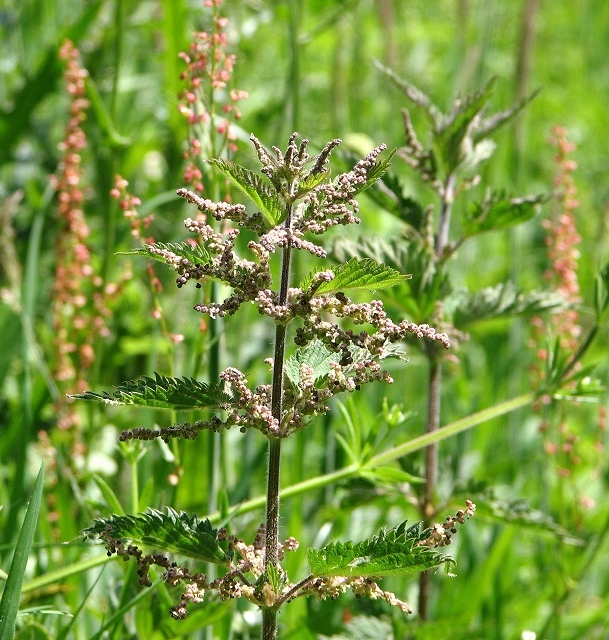 File:Fen nettle (Urtica dioica ssp. galeopsifolia) - geograph.org.uk - 5423125.jpg