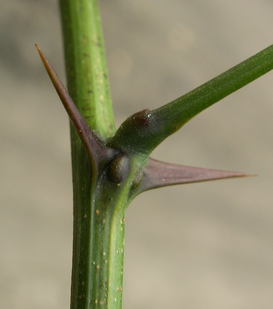 File:Robinia spines kz.jpg