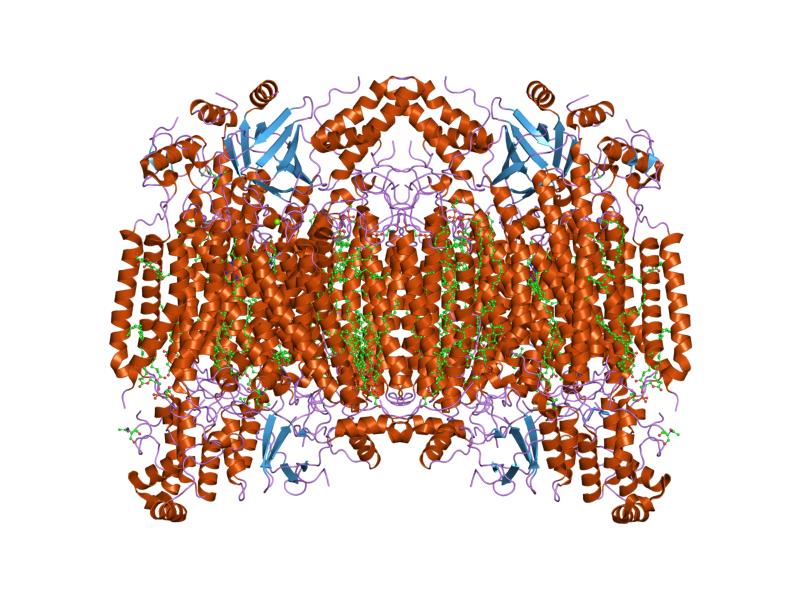 File:PDB 1v54 EBI.jpg