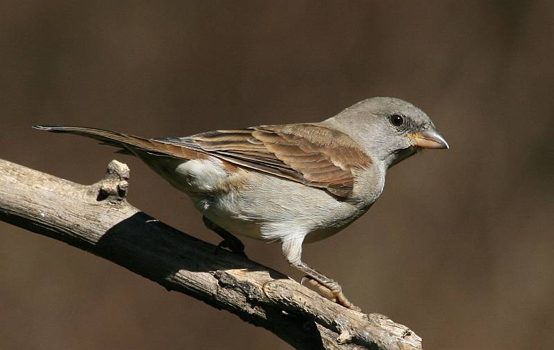 File:Southern Grey-headed Sparrow (Passer diffusus).jpg