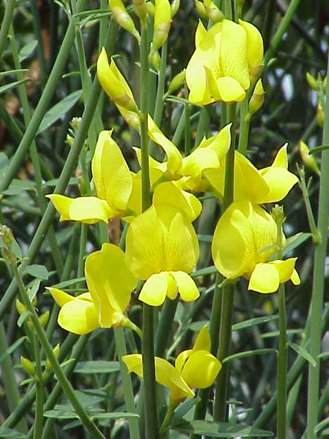 File:Spartium junceum2.jpg