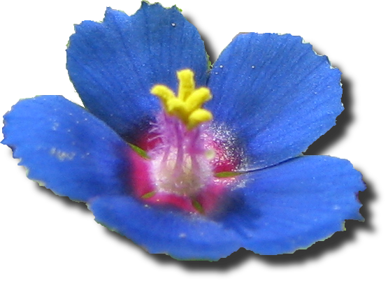 File:Anag arve1.png