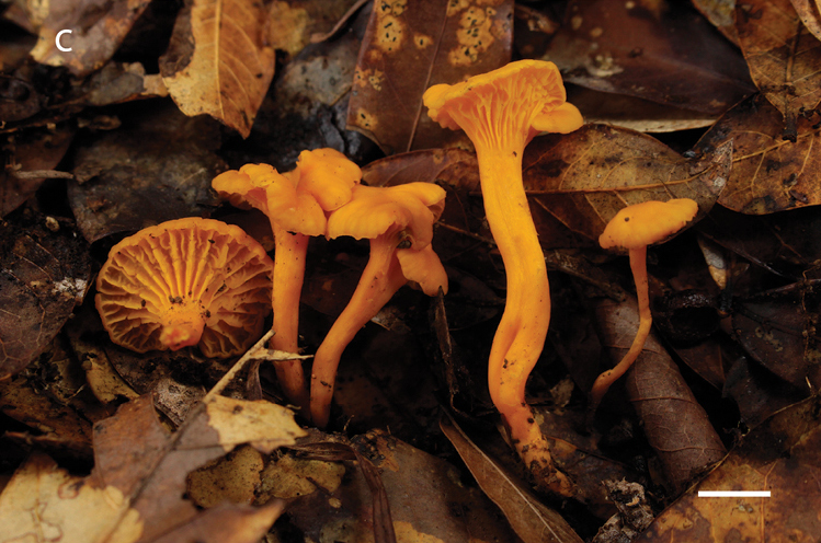 File:Cantharellus (10.3897-mycokeys.80.61443) Figure 2c.png