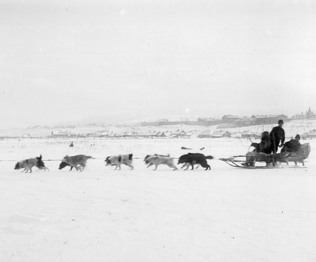 File:Driving Dogs Sakhalin Island.jpg
