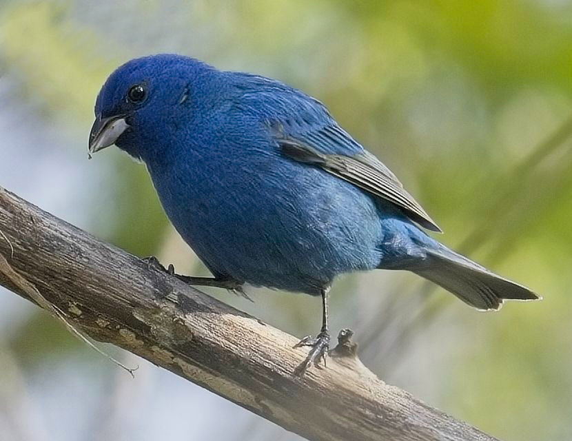 File:Passerina cyanea Sam Smith Park Toronto.jpg