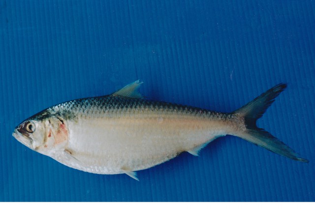 File:Tenualosa toli.jpg
