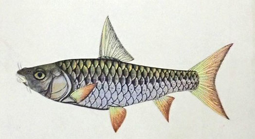 File:Tor tor - Hamilton. Illustration by Haludar.jpg