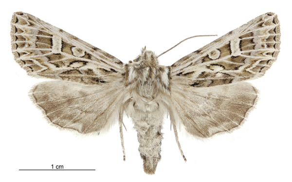 File:Graphania disjungens female.jpg