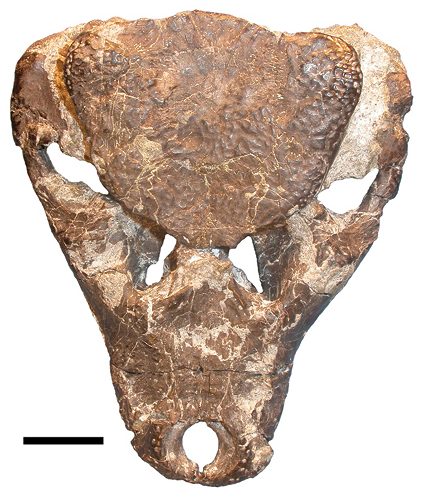 File:Iharkutosuchus.jpg