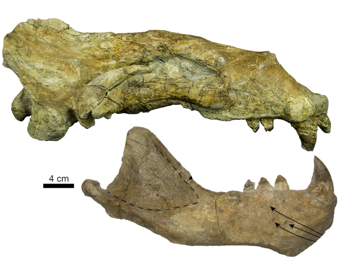 File:Titanotaria skull.png
