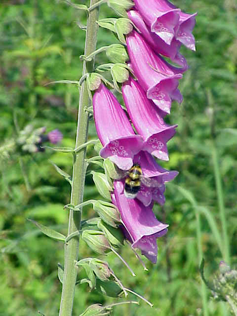 File:Digitalis purpurea2.jpg