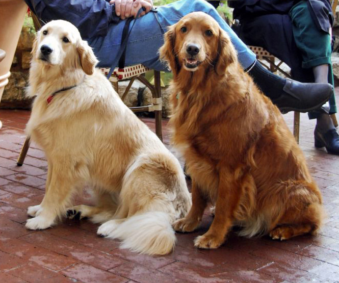 File:Golden Retrievers dark and light.jpg