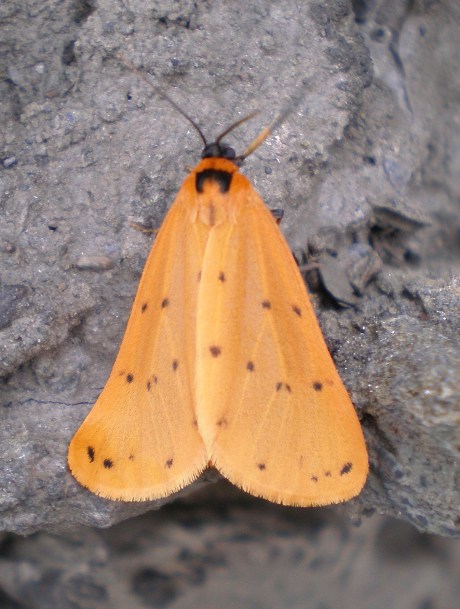 File:Setina flavicans.jpg