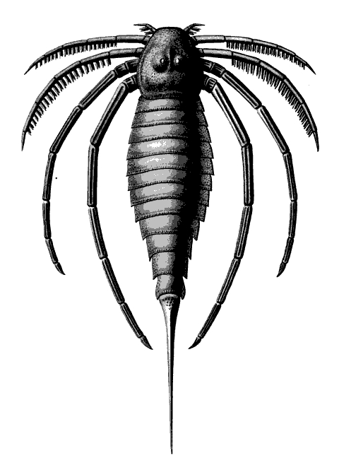 File:The Eurypterida of New York plate 47.jpg
