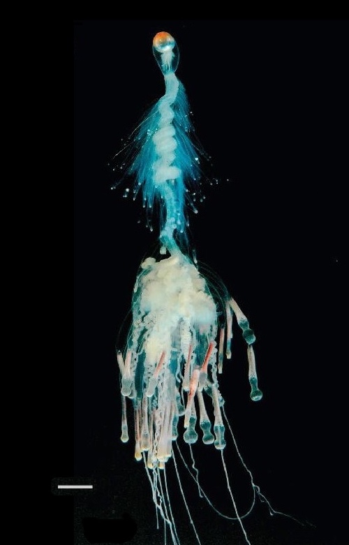 File:Bathyphysa conifera.jpg