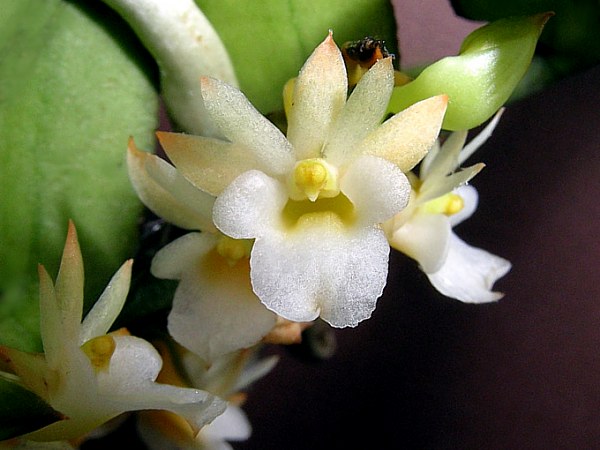 File:Calyptrochilum christyanum.jpg