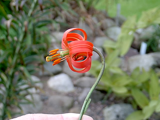 File:Lilium callosum (1).jpg