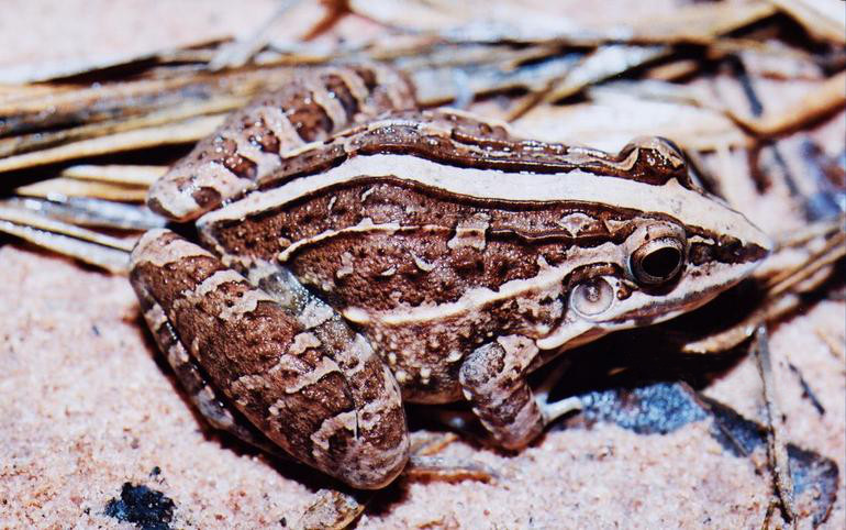 File:Leptodactylus fuscus02.jpg