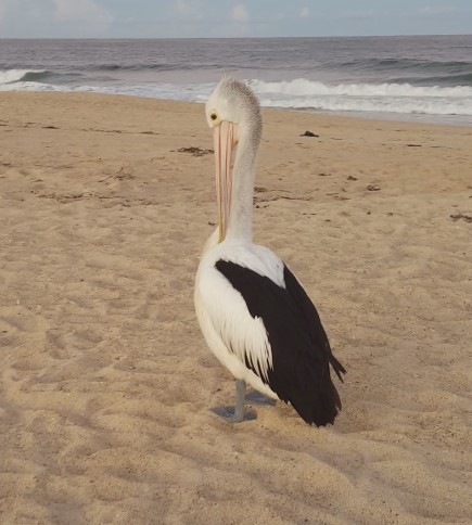 File:Pelican at entrance.jpg