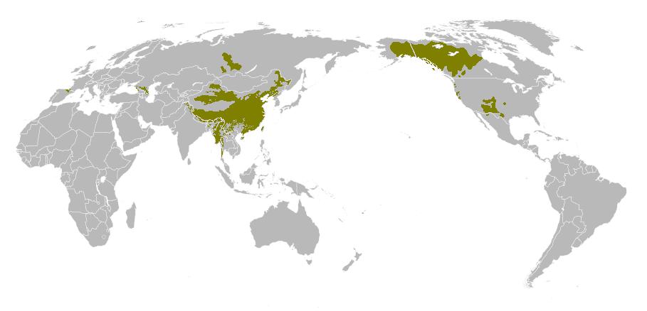 File:Dené-Caucasian.JPG