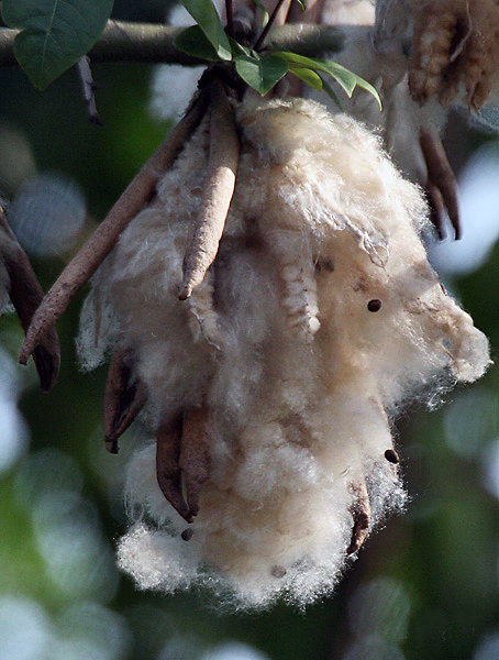 File:Kapok seeds I IMG 8004.jpg