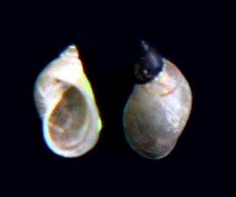 File:Lymnaea.jpg