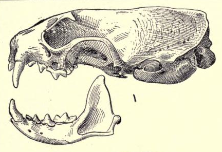File:Mustelalongicaudaskull.png