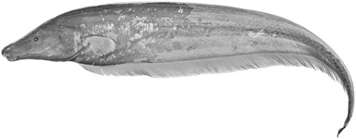 File:Apteronotus rostratus.jpg