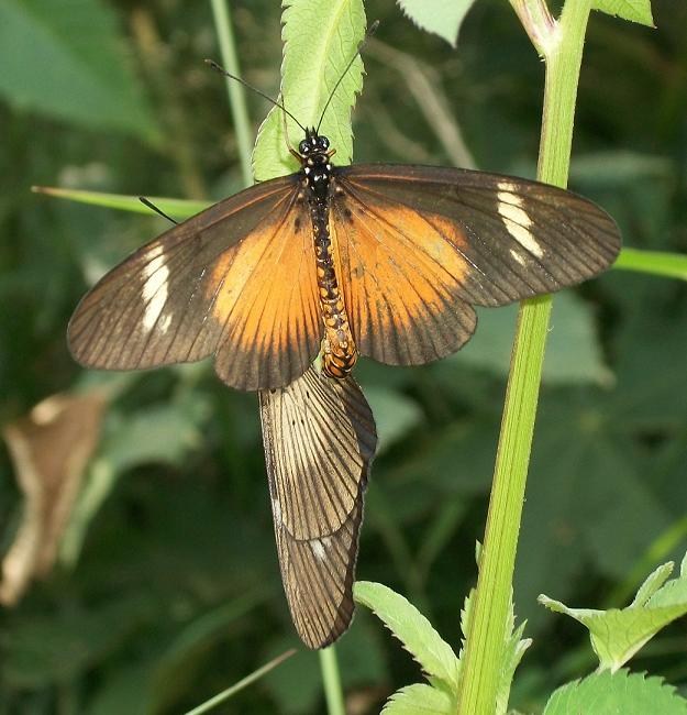 File:Dusky Acraea mating 06 02 2011.JPG