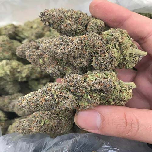 File:Blue dream strain.jpg
