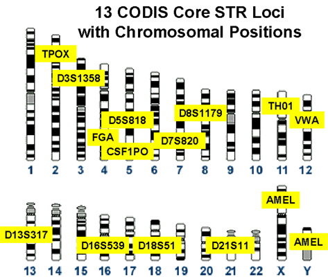 File:Codis profile.jpg