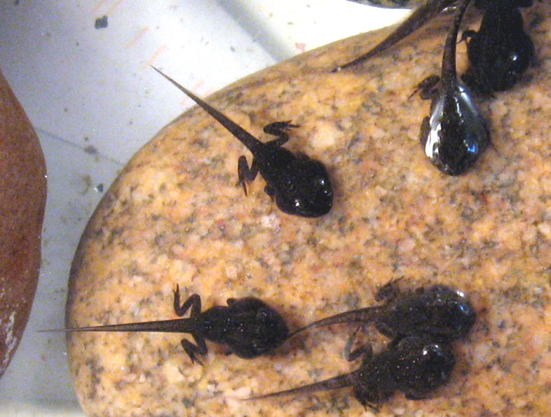 File:Spring Peeper tadpoles.jpg